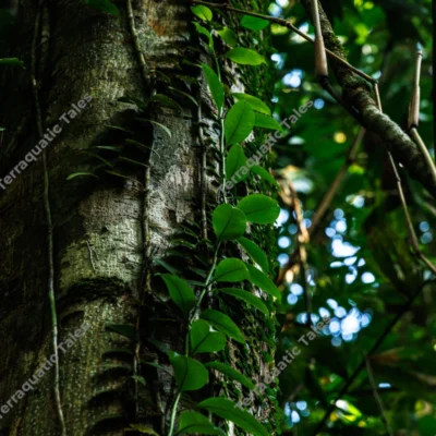 detail-of-shingle-vines-climbing-tropical-rainforest-tree