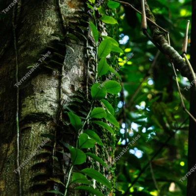 epiphytic-vines-on-rainforest-bark-horizontal-macro