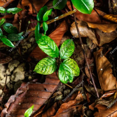 tropical-sapling-emerging-from-forest-floor-leaf-litter