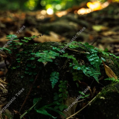 delicate-green-ferns-growing-on-moss-covered-forest-stone
