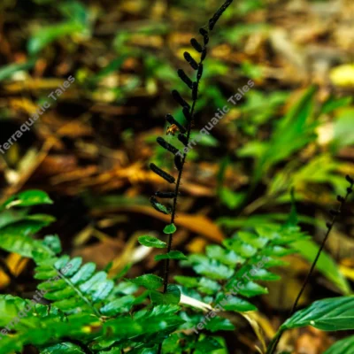 fertile-fern-frond-with-mature-spore-sacs-in-tropical-rainforest