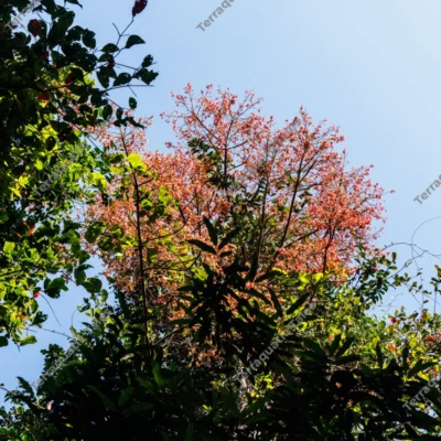 vibrant-red-tropical-foliage-against-clear-blue-sky