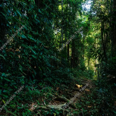 lush-tropical-jungle-trail-with-exposed-roots-in-the-andaman-islands