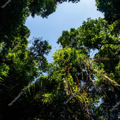 low-angle-view-of-lush-rainforest-canopy-and-blue-sky-in-andaman
