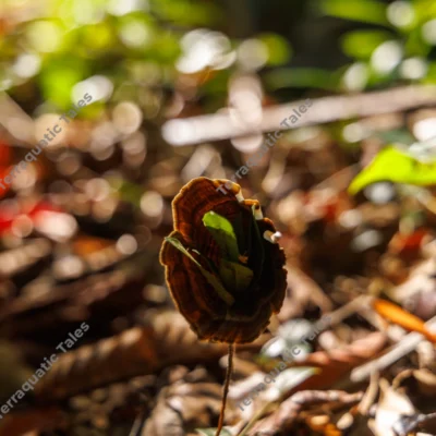 macro-of-wild-bracket-fungus-on-rainforest-floor-in-andaman-islands