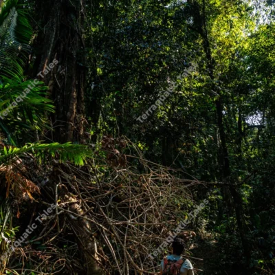 hiker-resting-on-fallen-log-in-lush-andaman-tropical-rainforest