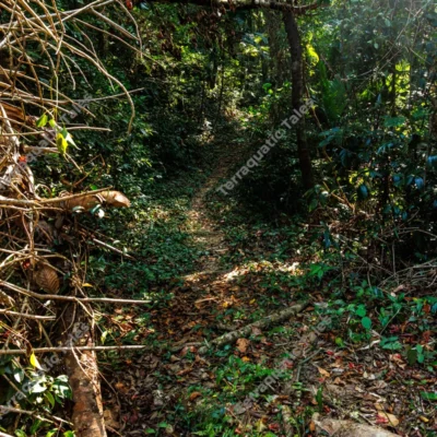 natural-jungle-path-winding-through-dense-tropical-forest-in-andaman