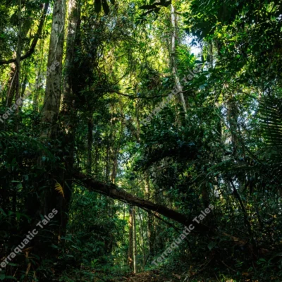 lush-tropical-jungle-path-with-fallen-trees-in-andaman-islands