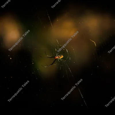 orb-weaver-spider-on-glistening-web-in-andaman-tropical-rainforest