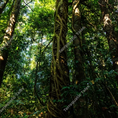giant-tropical-vines-wrapping-around-ancient-rainforest-trees-in-andaman