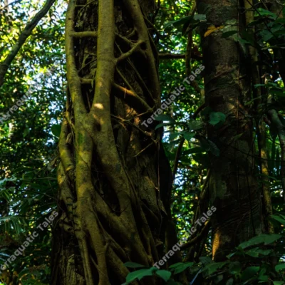 detailed-close-up-of-woody-lianas-entwined-around-a-tropical-tree