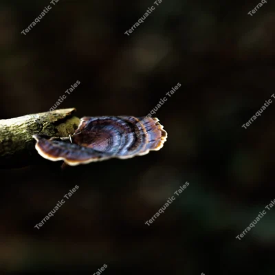 yellow-footed-polypore-mushroom-microporus-xanthopus-in-andaman-jungle