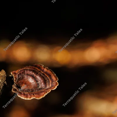 concentric-wild-bracket-fungus-on-fallen-branch-in-andaman-rainforest