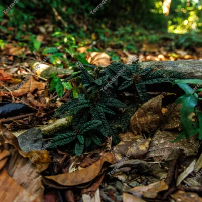 dark-leafy-tropical-plants-on-rainforest-floor-in-andaman-islands