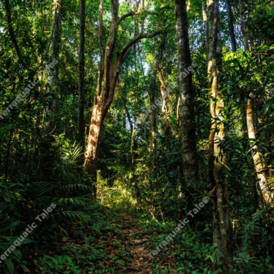 sunlight-filtering-through-dense-tropical-jungle-path-in-andaman