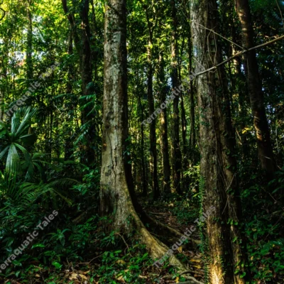 giant-buttress-roots-of-an-ancient-rainforest-tree-in-andaman-islands