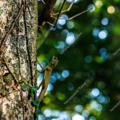 endemic-short-crested-bay-island-forest-lizard