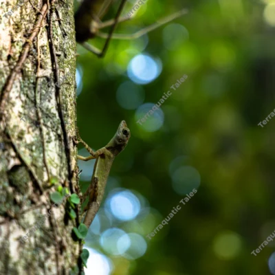 short-crested-bay-island-forest-lizard-in-andaman