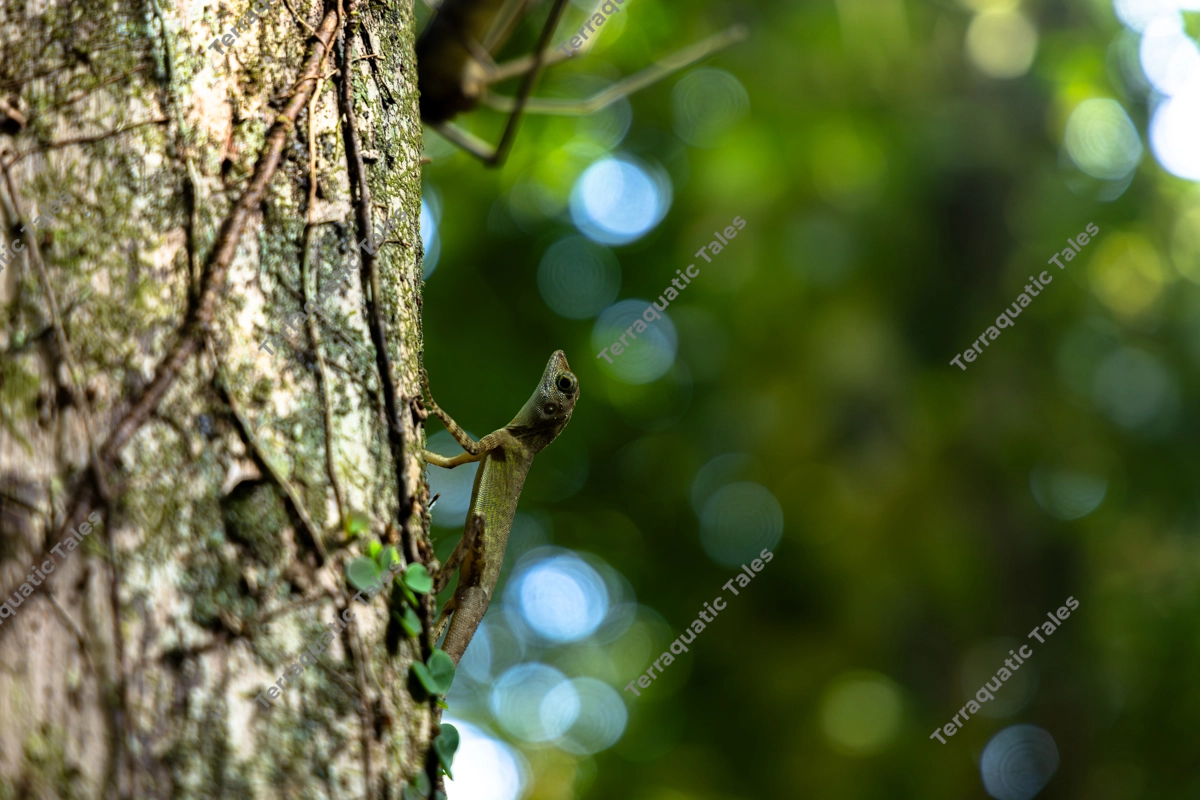 A macro photograph of the endemic Short-crested Bay Island Forest Lizard (Coryphophylax subcristatus) camouflaged against a mossy tree trunk in a tropical rainforest in the Andaman Islands.