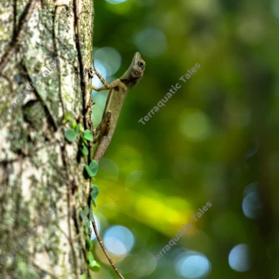 andaman-endemic-short-crested-bay-island-forest-lizard