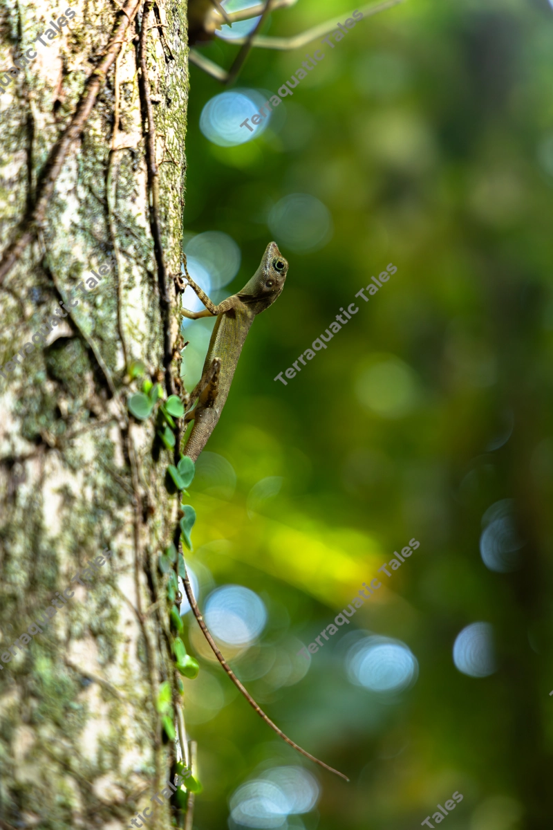 A macro photograph of the endemic Short-crested Bay Island Forest Lizard (Coryphophylax subcristatus) camouflaged against a mossy tree trunk in a tropical rainforest in the Andaman Islands.