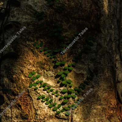 vibrant-creepers-climbing-a-sunlit-tree-trunk-in-andaman-rainforest