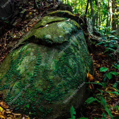 mossy-boulder-with-climbing-creepers-in-andaman-tropical-rainforest