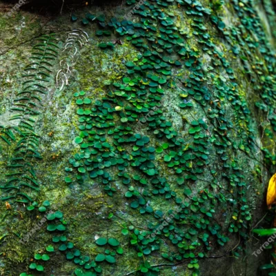 macro-of-tiny-creepers-and-ferns-on-mossy-rock-in-andaman-rainforest