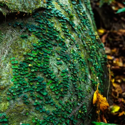 angled-close-up-of-tropical-vines-on-mossy-rock-in-andaman-jungle