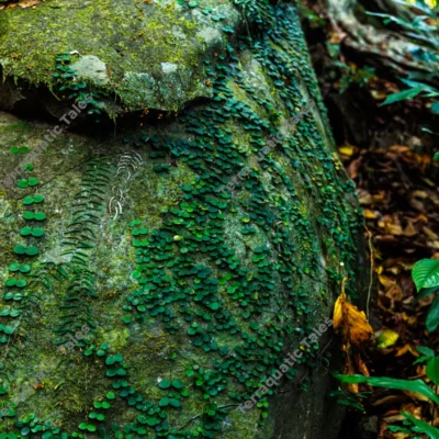 tropical-creepers-and-ferns-scaling-a-large-mossy-boulder-in-andaman