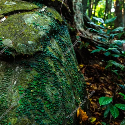 lush-green-creepers-on-large-forest-boulder-in-andaman-rainforest