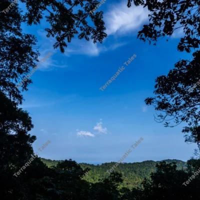 lush-rainforest-canopy-frame-overlooking-blue-sky-in-andaman-islands