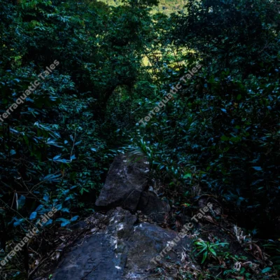 high-angle-view-of-tropical-jungle-overlooking-andaman-hills
