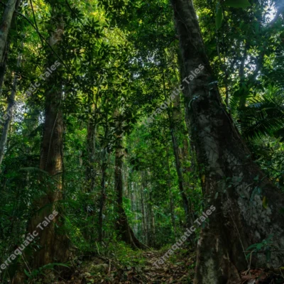 tropical-jungle-trail-at-mount-harriet-national-park-andaman-islands