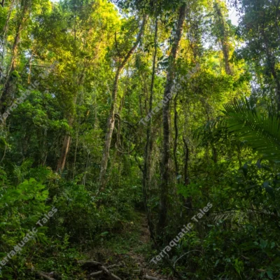 lush-forest-trail-near-kalapathar-in-mount-harriet-national-park