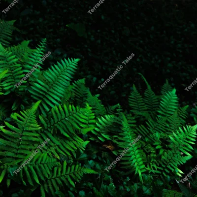 lush-green-ferns-on-the-rainforest-floor-of-mount-harriet-andaman