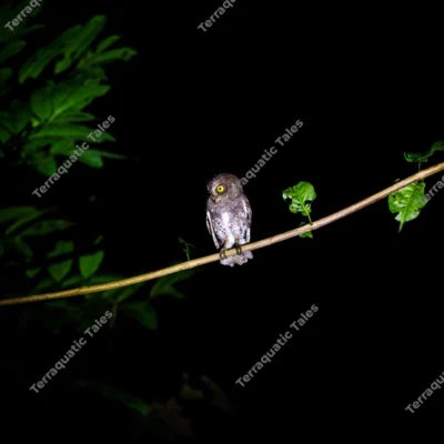 oriental-scops-owl-at-night-in-mount-harriet-national-park-andaman