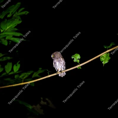 oriental-scops-owl-watching-from-a-branch-in-mount-harriet-at-night