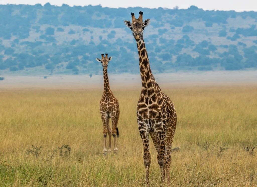 Two adult giraffes stand in an open savannah grassland with rolling hills and scattered trees in the background.