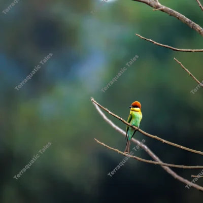 chestnut-headed-beeeater-perched-branch