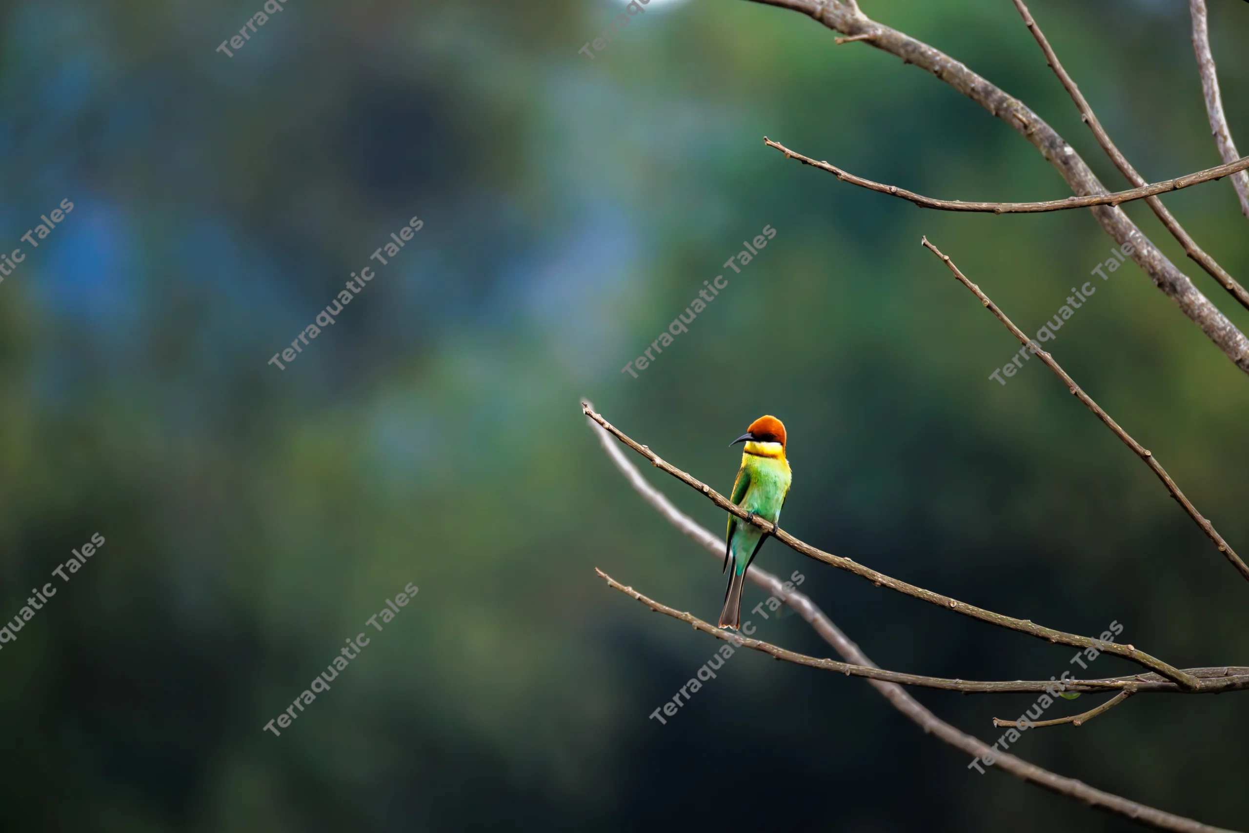 A colorful chestnut-headed bee-eater bird perches alertly on a thin branch against a blurred natural background.