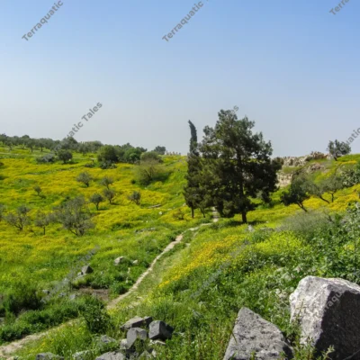 rolling-green-hills-umm-qais