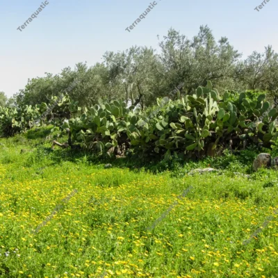 prickly-pear-cacti-olive-trees