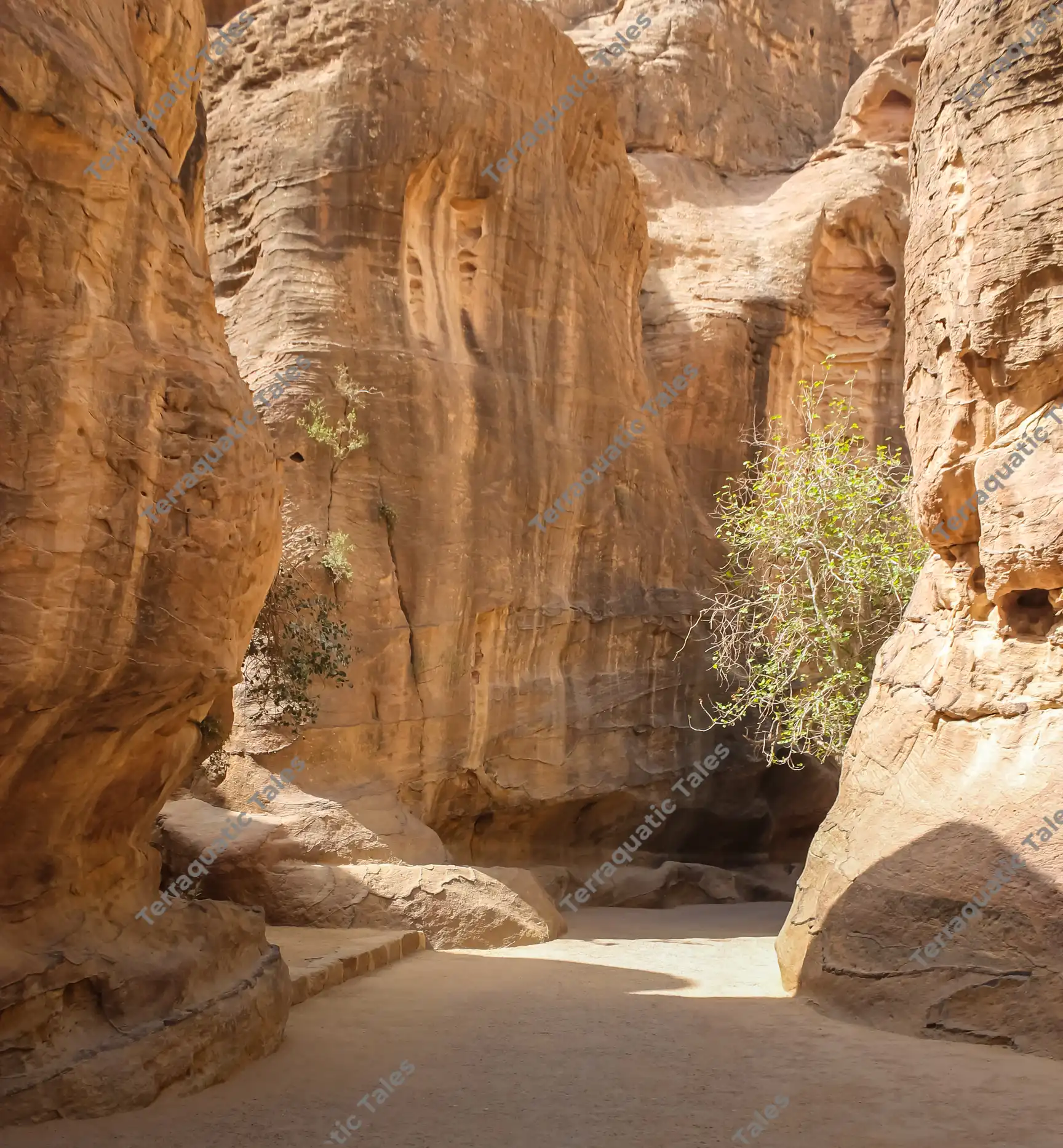 A sunny, narrow sandy path passes between towering golden sandstone cliffs with a green tree growing from the rocks inside Siq al-Barid, Little Petra, Jordan.