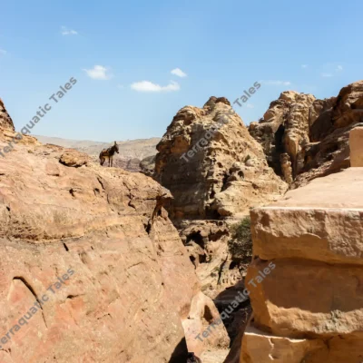 donkey-silhouetted-ridge-petra