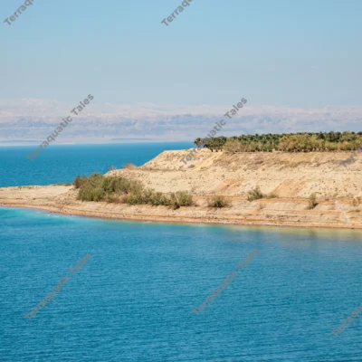 peninsula-date-palm-deadsea