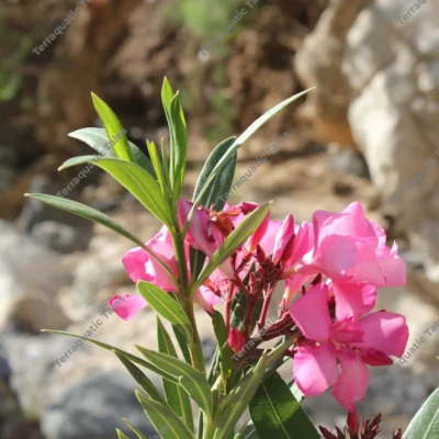pink-oleander-flowers-jordan