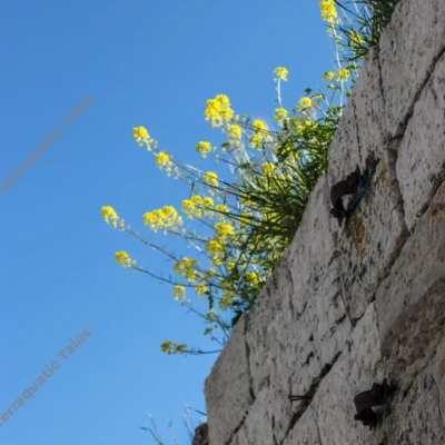 wildflowers-sprouting-ancient-wall