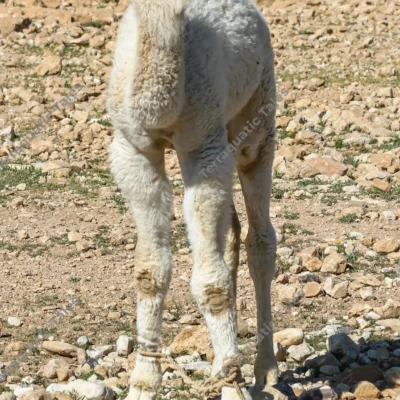young-camel-rocky-desert