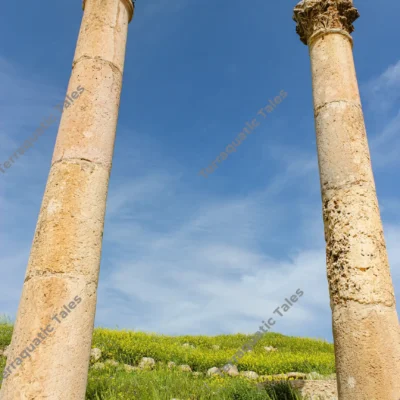 roman-columns-meadow-jerash